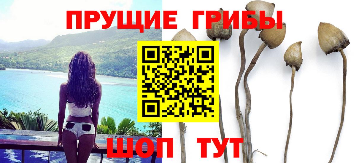 Псилоцибиновые грибы Psilocybine cubensis Гулькевичи